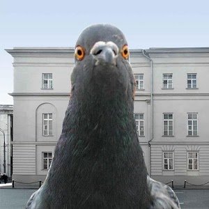 Симулятор голубя 3D Симулятор голубя 3D